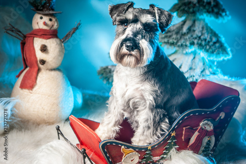The dog sits in a sled. New...