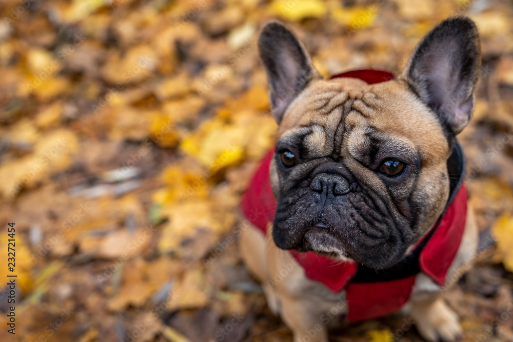 Close up of french bull dog with autumn background