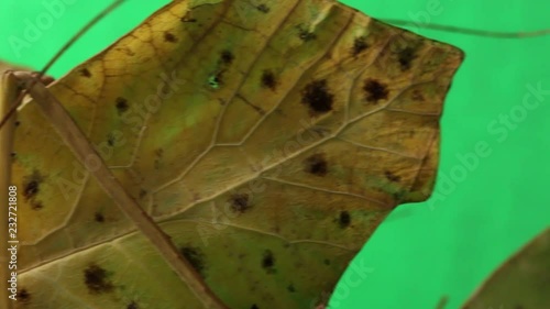 Fake leaf katydid cricket , green screen photo