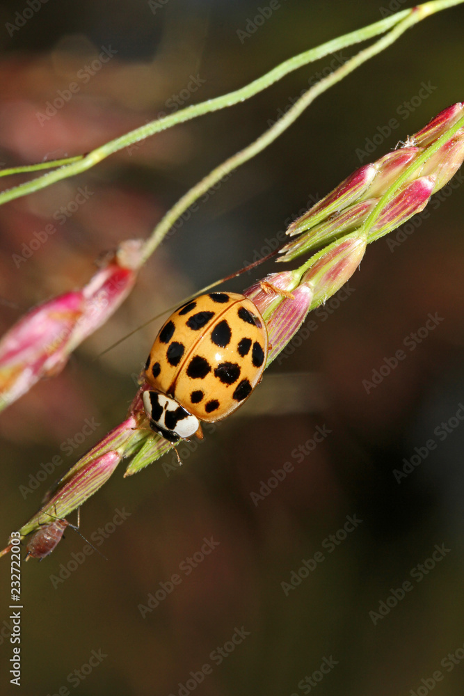 Obraz premium zmienna biedronka (Harmonia axyridis)