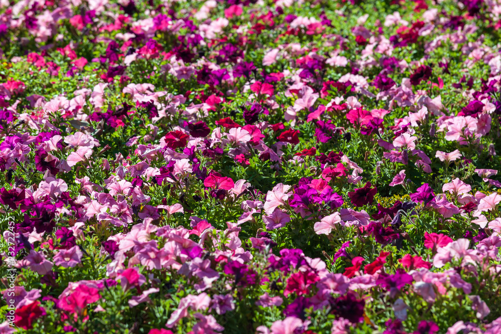 Closeup image of beautiful red, pink and white flowers with green leaves and blurred background. Closeup image of beautiful red, pink and white flowers with green leaves and blurred background.