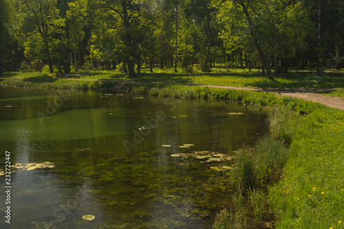 Wild pond in the forest nature background