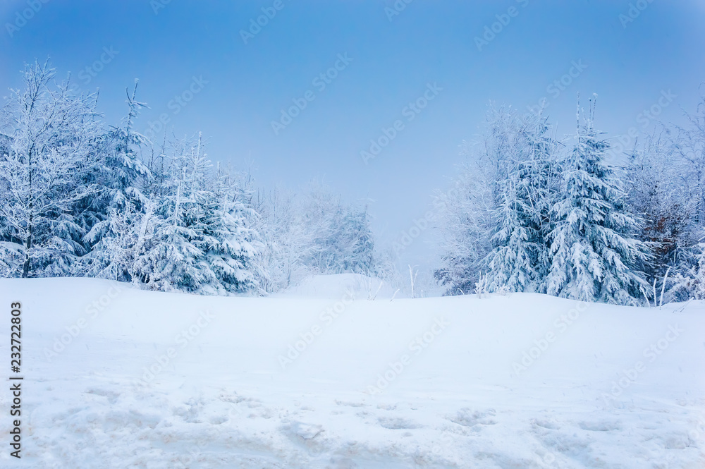 Winter forest: deep snow and snowy trees under blue sky Winter forest: deep snow and snowy trees under blue sky
