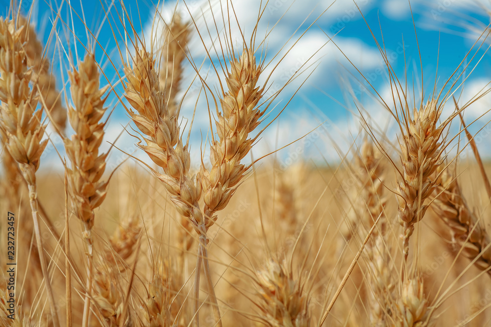 Wheat field. Ears of golden wheat close up. Beautiful Nature Sunset Landscape. Rural Scenery under Shining Sunlight. Background of ripening ears of wheat field. Rich harvest Concept. Label art design Wheat field. Ears of golden wheat close up. Beautiful Nature Sunset Landscape. Rural Scenery under Shining Sunlight. Background of ripening ears of wheat field. Rich harvest Concept. Label art design
