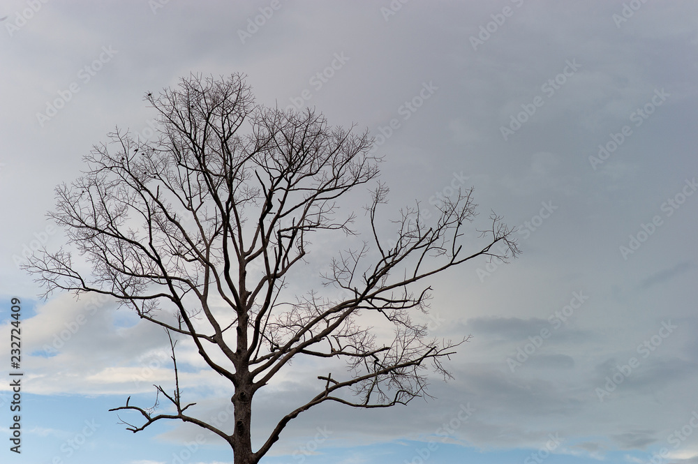 Tree branches and skies in summer. With sunset