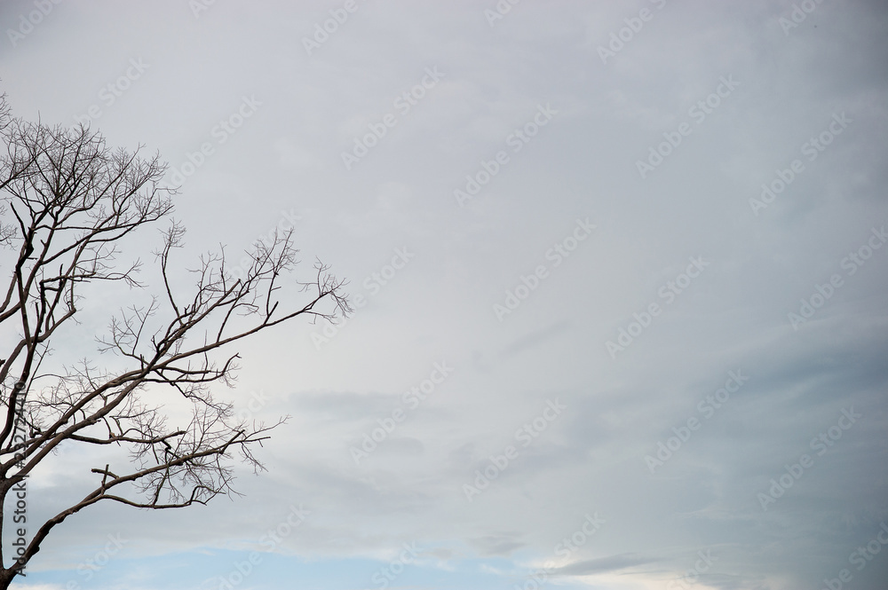 Tree branches and skies in summer. With sunset Tree branches and skies in summer. With sunset