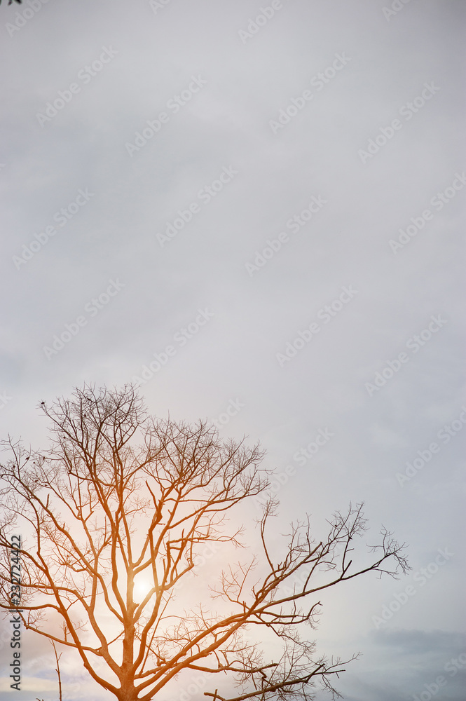 Tree branches and skies in summer. With sunset Tree branches and skies in summer. With sunset
