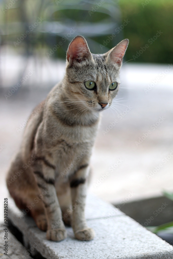 Brown tabby cat sitting in the garden, curiously looking aroung. Seleective focus. Brown tabby cat sitting in the garden, curiously looking aroung. Seleective focus.