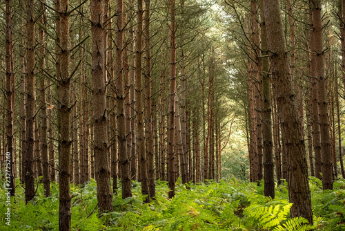 UK  Sherwood Forest  Nottinghamshire in October