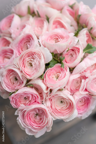 Ranunculus asiaticus or Persian Buttercup. Bunch of pastel pink blossom . Light gray background  metal vase. Wallpaper  flowers texture