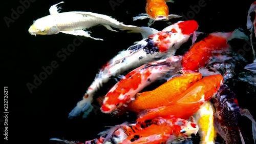 Animals Koi, Fancy carps fish are swimming in water