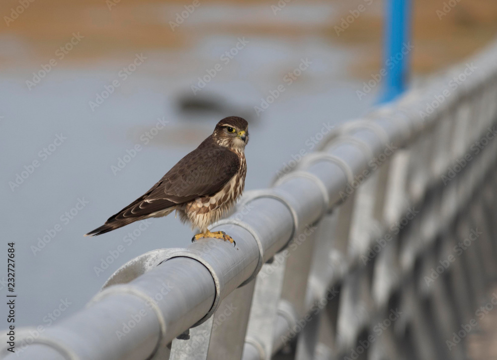 Fototapeta premium Buse aux aguets..bas du fleuve..Rimouski