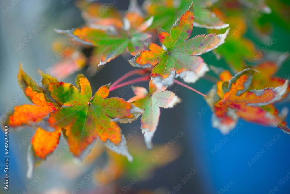 秋の紅葉の景色