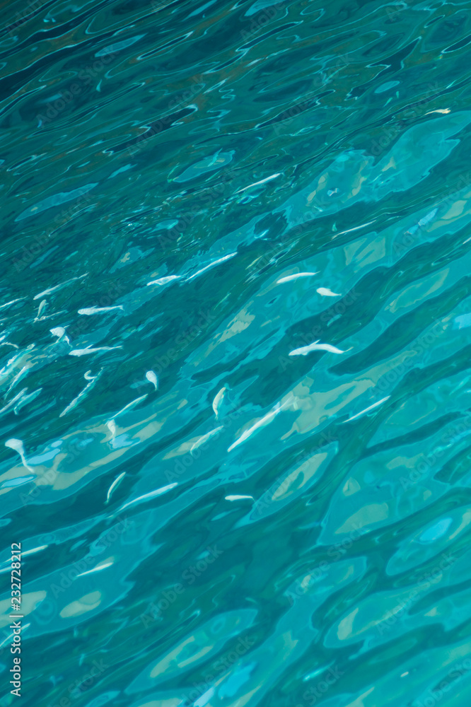 Clear water with a group of small fishes background