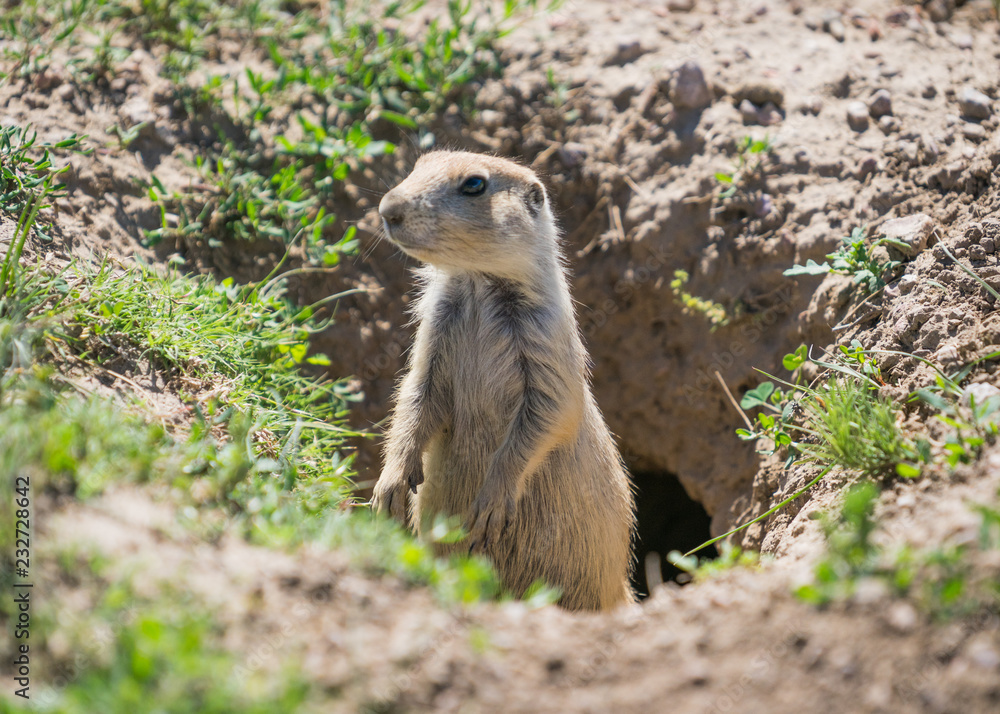 Fototapeta premium CREATUES 170