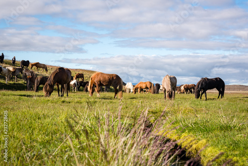 herd of horses grazing in meadow © Josie Kleinitz