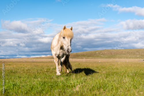 white horse on a meadow