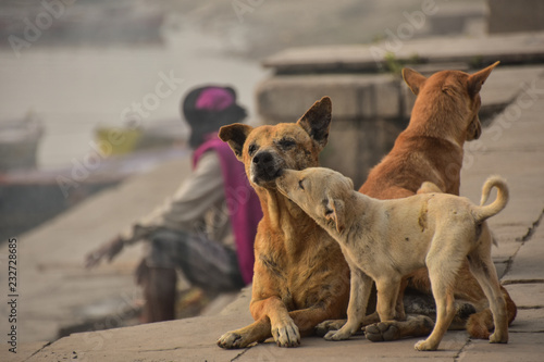インドの聖地 世界遺産のバラナシ ガンジス河のガート 仲良しの野良犬の親子 母犬の顔を舐めて上げる優しい子犬 Stock Photo Adobe Stock