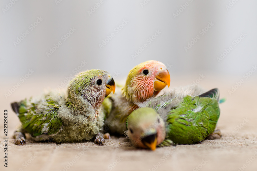 Fototapeta premium Close up shot of beautiful miniature Rosy faced lovebirds chicks playing and searching for feeding.