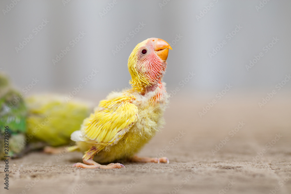 Naklejka premium Close up shot of beautiful miniature Rosy faced lovebird chick playing and searching for feeding.