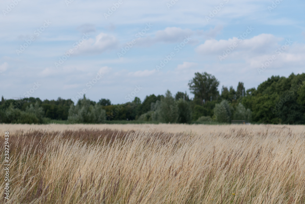 Brandenburg Landschaft Feld