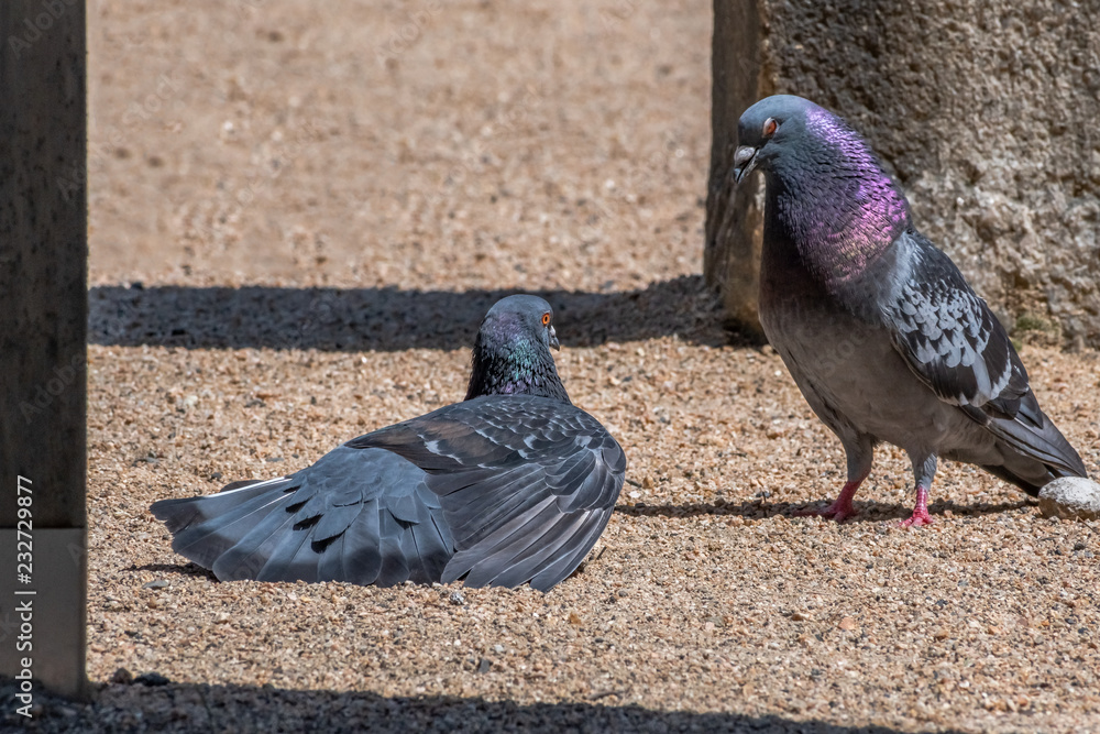 Fototapeta premium Stand by me_a pigeon couple