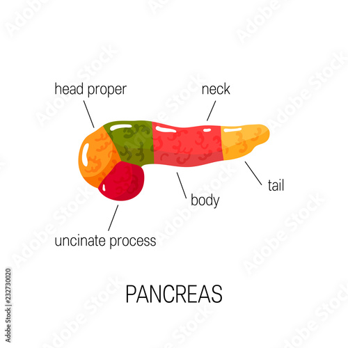 Medical diagram of pancreas, vector illustration