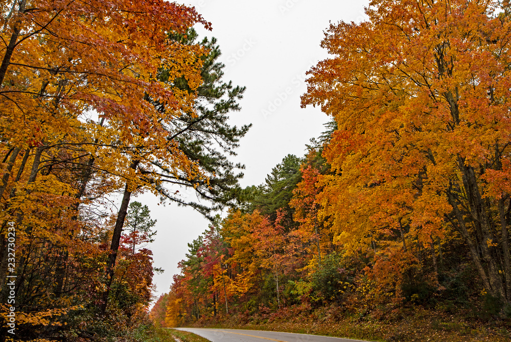 Red and orange leaves along the roadside in the Great Smoky Mountains. Red and orange leaves along the roadside in the Great Smoky Mountains.