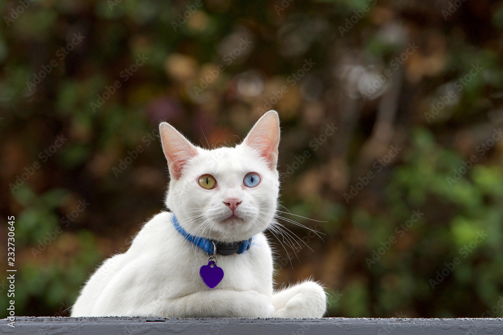 White cat wearing a blue collar with purple blank name tag looking towards  viewer with heterochromatic eyes. One blue eye one yellow. Trees in  background out of focus. Stock Photo | Adobe