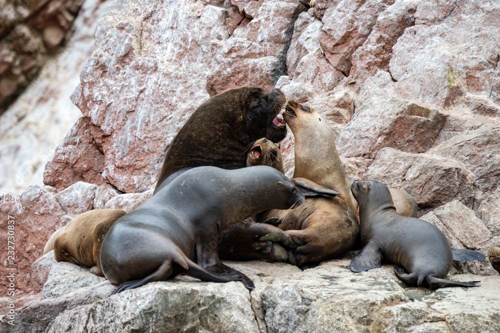 Fototapeta premium South American Sea Lion