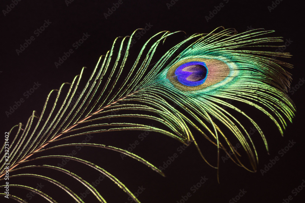 Obraz premium Pfauenfeder