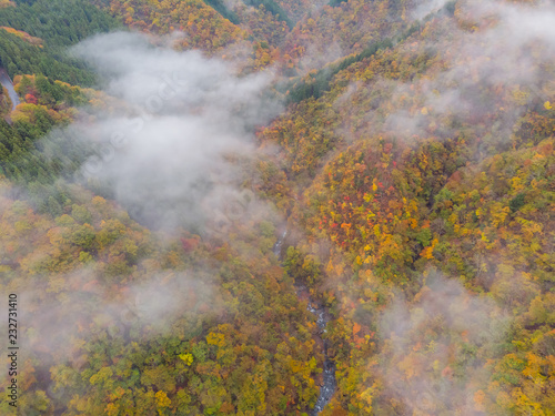 紅葉と霧 Sea of ​​clouds and autumn colors of Japan