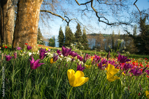 Blumenwiese