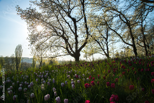 Blumenwiese