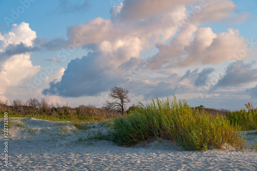 Fototapeta Naklejka Na Ścianę i Meble -  Sea Oats in the dunes at East Beach, St Simons Island, GA