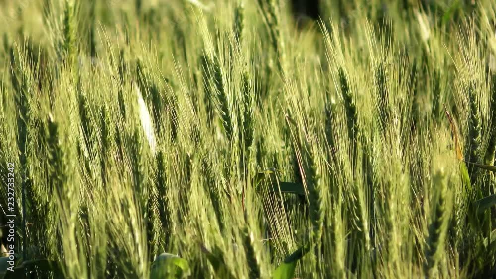 Wheat and or barley field, getting ready for harvest Wheat and or barley field, getting ready for harvest