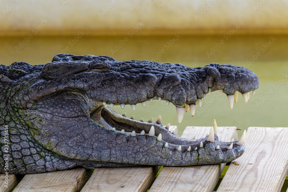 Obraz premium Crocodile