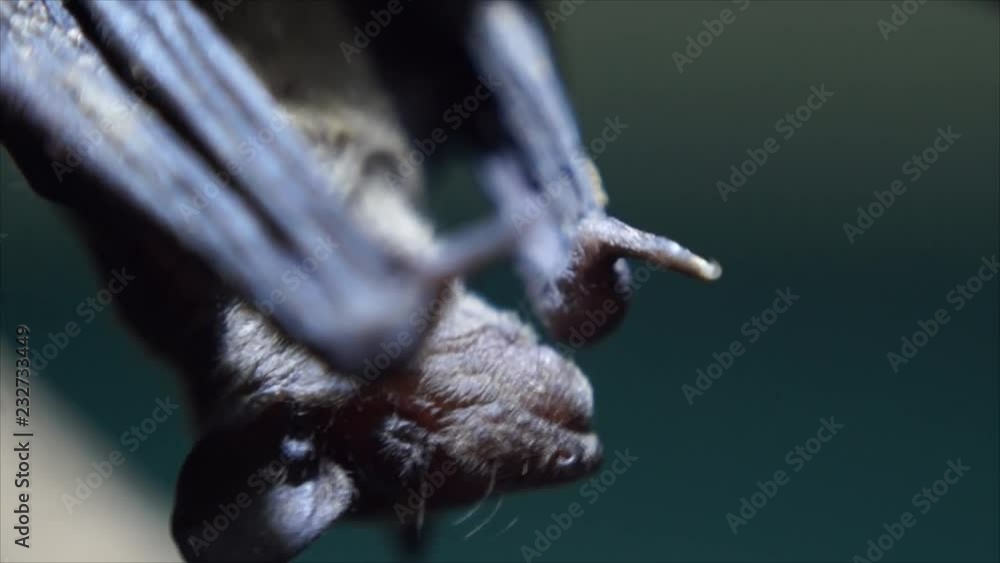 Young Baby Bat clings on a twig upside down Young Baby Bat clings on a twig upside down