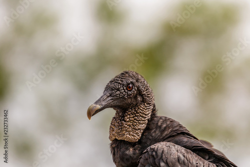 Turkey Vulture