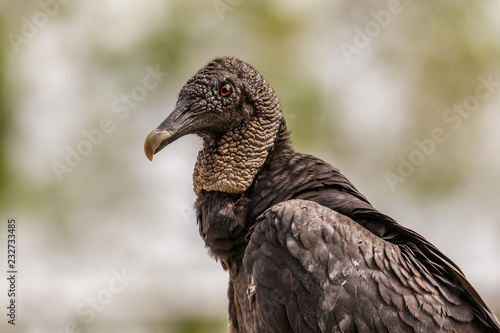 Turkey Vulture