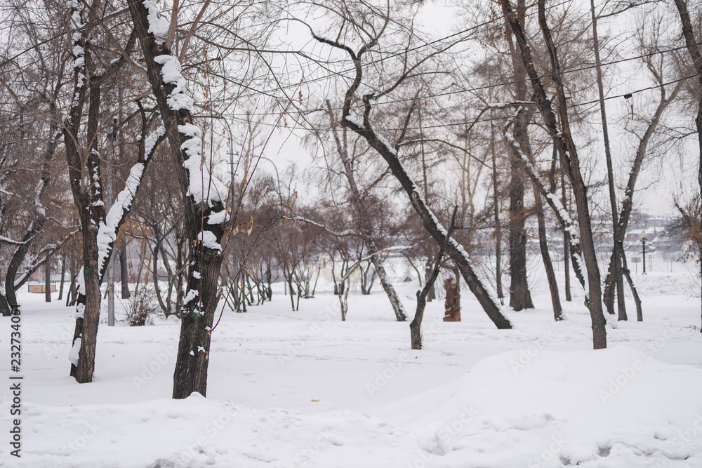 Wither trees with snow in frozen forest in winter Wither trees with snow in frozen forest in winter