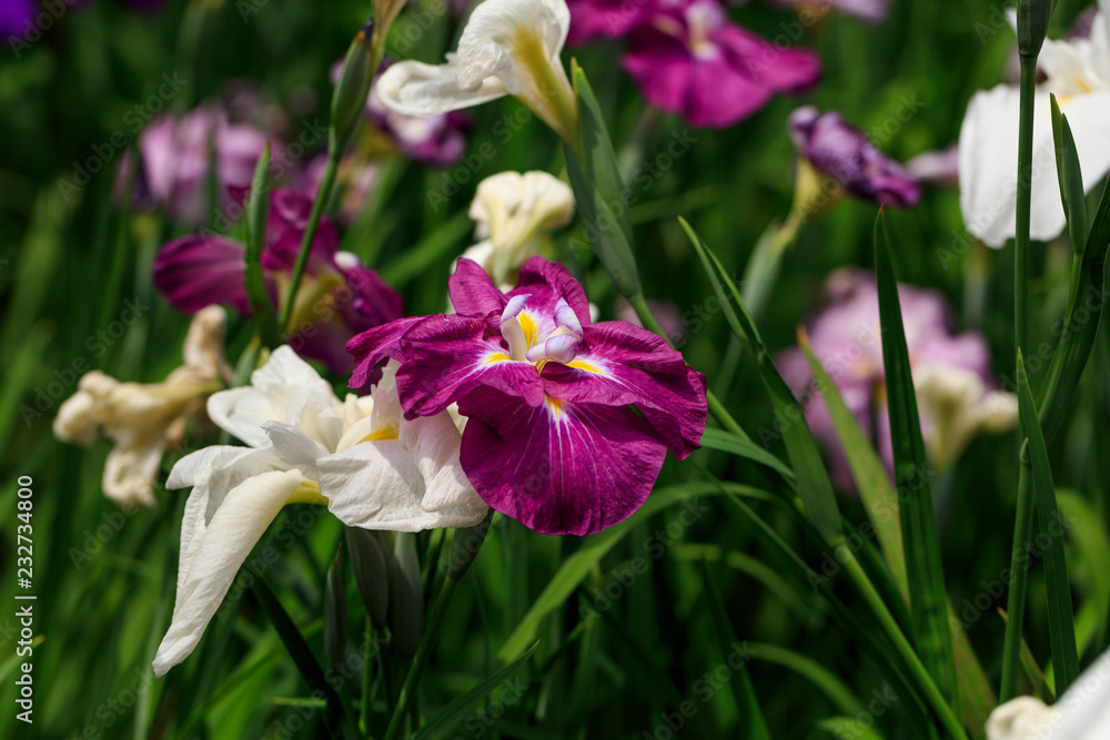 The irises blooming in Tokyo, Shobuda The irises blooming in Tokyo, Shobuda