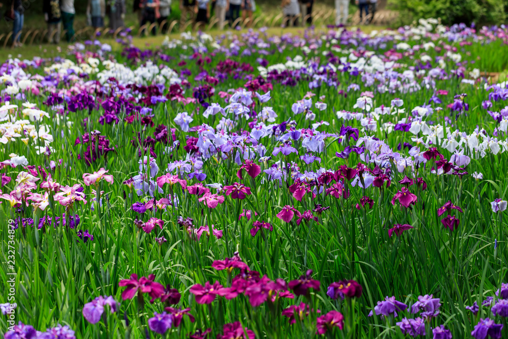 The irises blooming in Tokyo, Shobuda