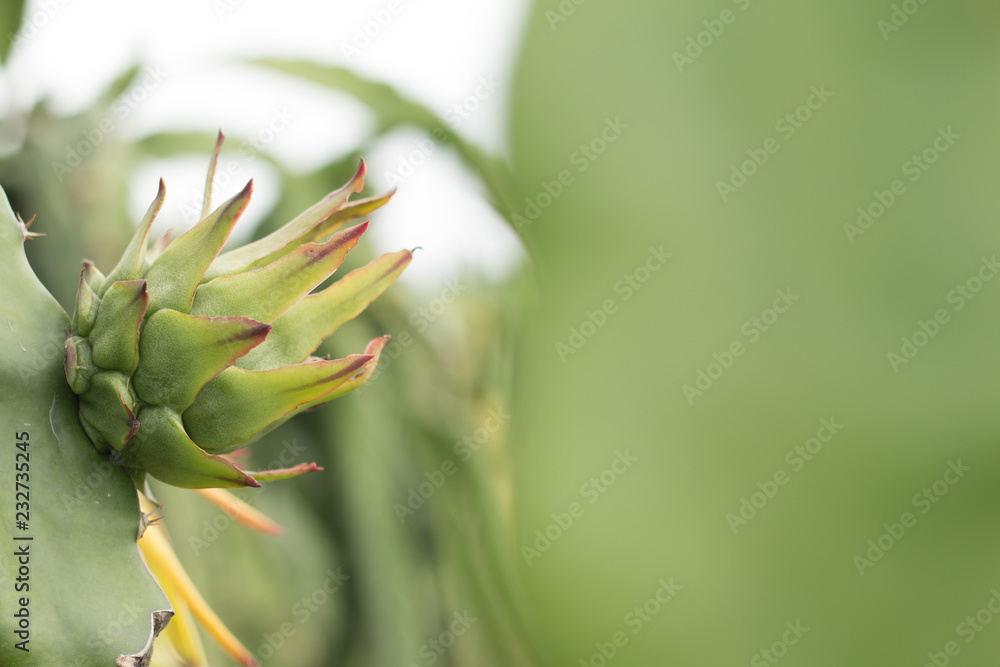 Dragon fruit on plant, Raw Pitaya fruit on tree, A pitaya or pitahaya is the fruit of several cactus species indigenous to the Americas Dragon fruit on plant, Raw Pitaya fruit on tree, A pitaya or pitahaya is the fruit of several cactus species indigenous to the Americas