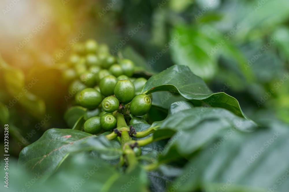 Green arabica coffee fruits on tree close up short and take under lighting sceen, Image present agriculture feel and can useful in document in seminar or organic product package background Green arabica coffee fruits on tree close up short and take under lighting sceen, Image present agriculture feel and can useful in document in seminar or organic product package background