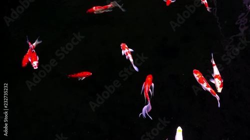 Animals Koi, Fancy carps fish are swimming in water