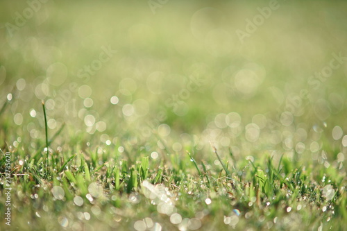 Dew droplet on top of green grass in warm morning light