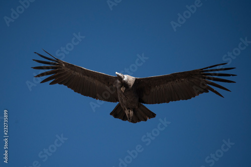 Andean condor