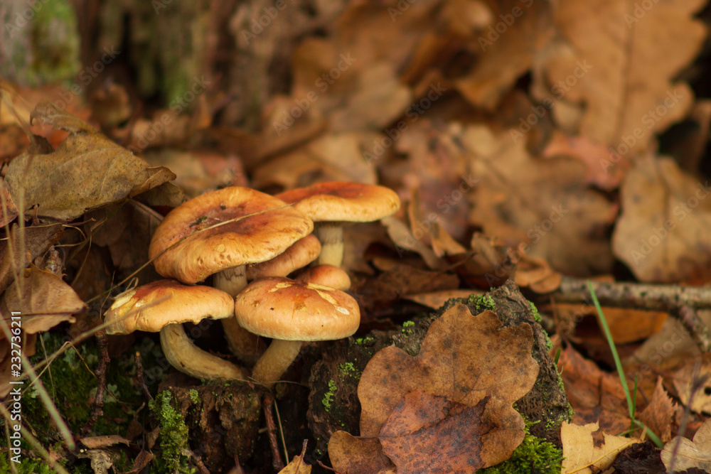 Selective focus of mushrooms close-up. Selective focus of mushrooms close-up.