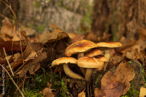 Mushrooms in the autumn forest.